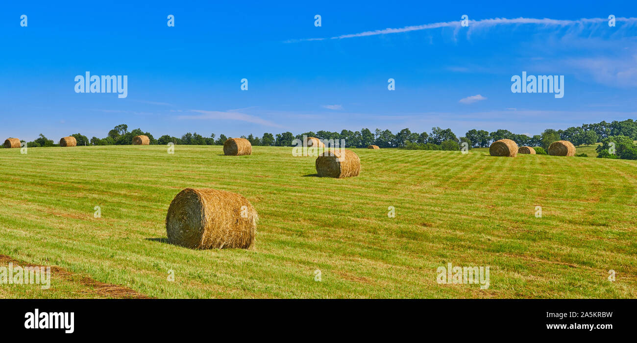 Round Hay Bails in a Field, KY. Stock Photo
