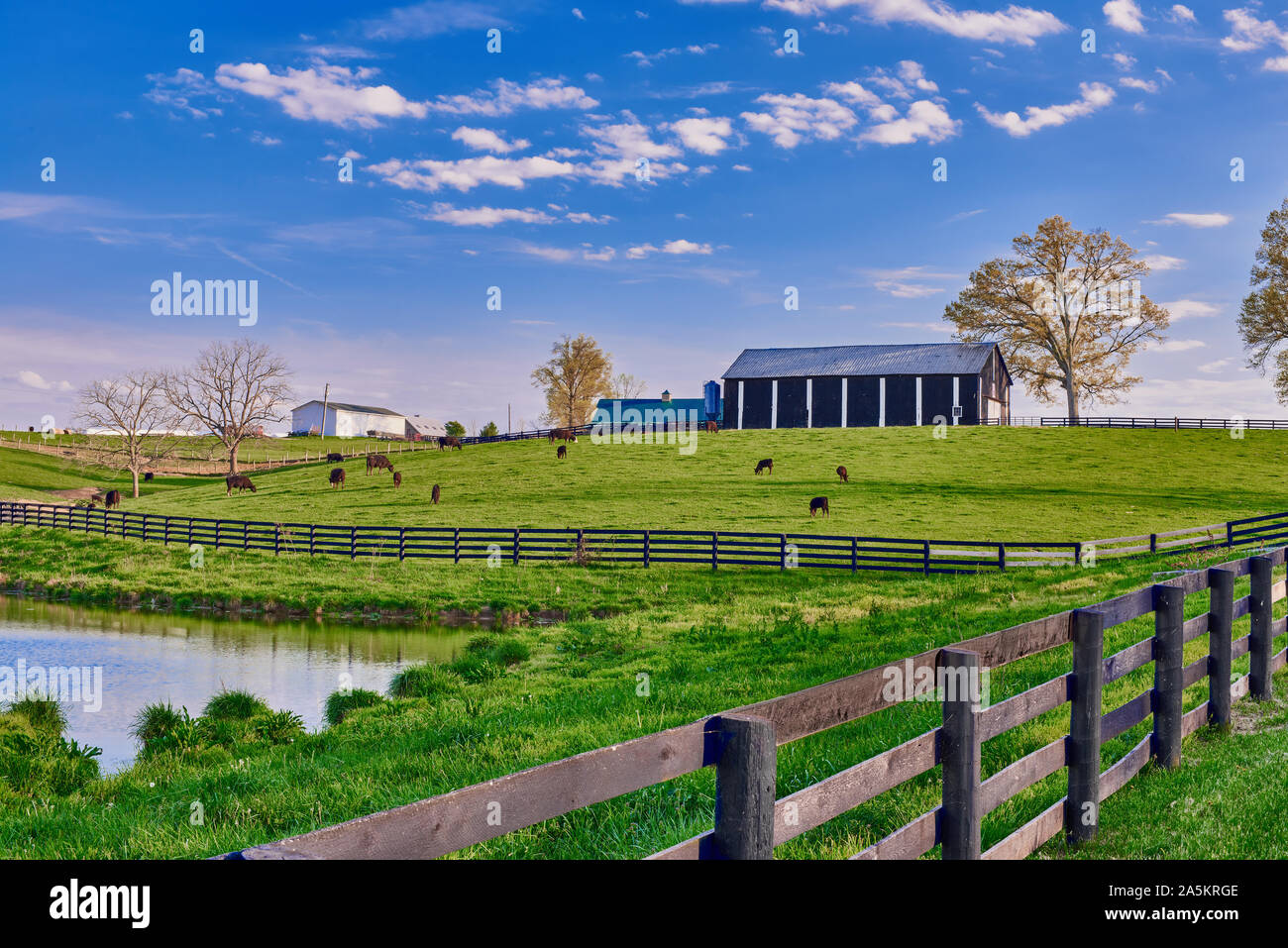 Black angus cows field hi-res stock photography and images - Alamy
