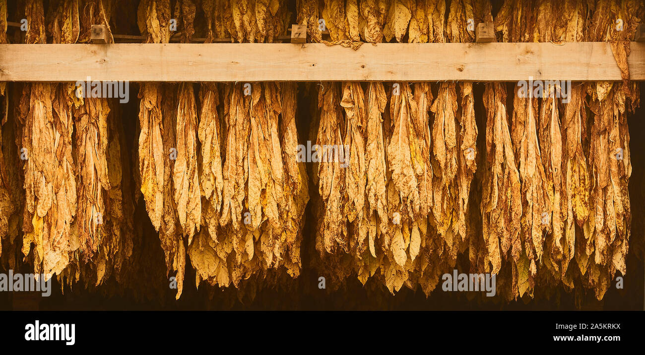 Curing Burley Tobacco Hanging in a Barn. Stock Photo