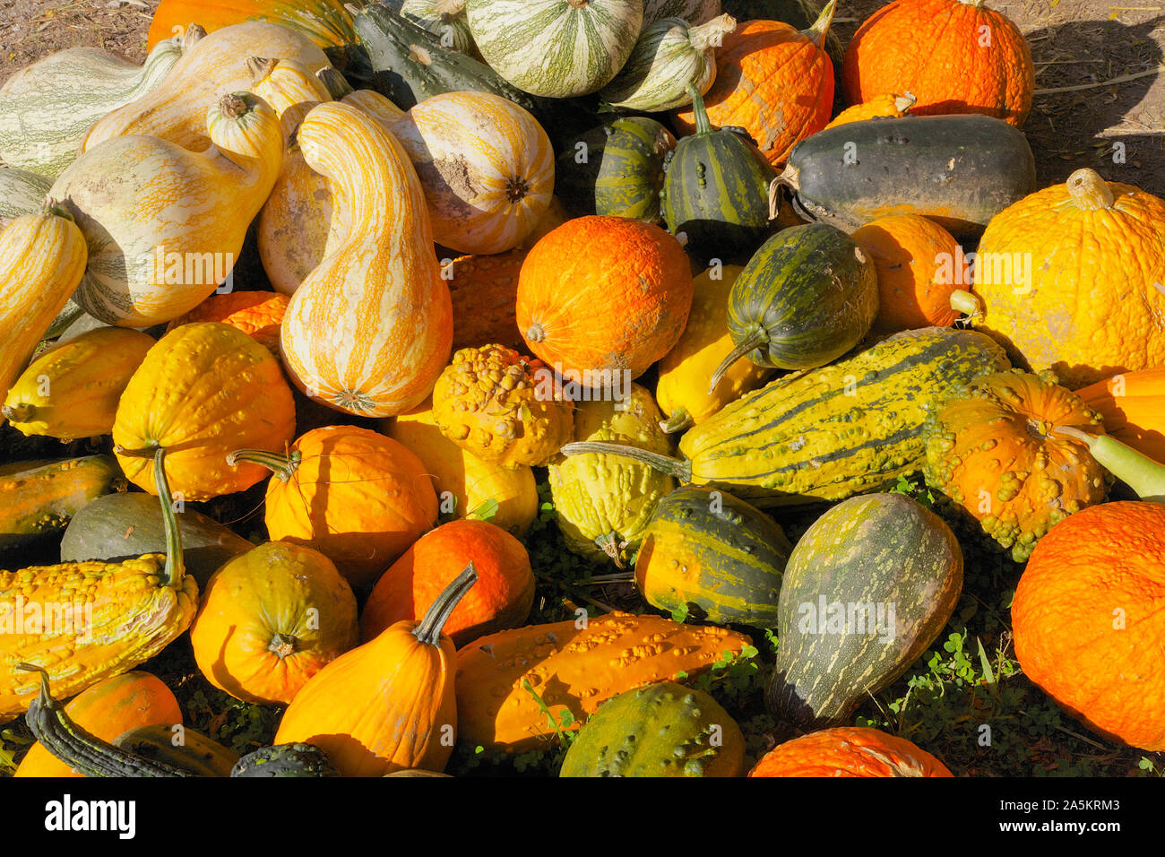 Pile of Squash, Gourds, and Pumpkins Stock Photo Alamy