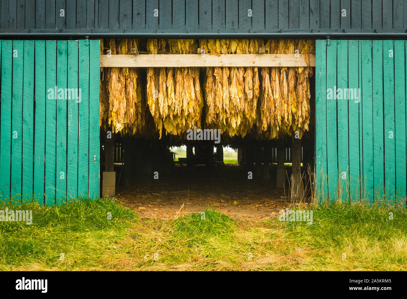 Tobacco Hanging in Barn. Stock Photo