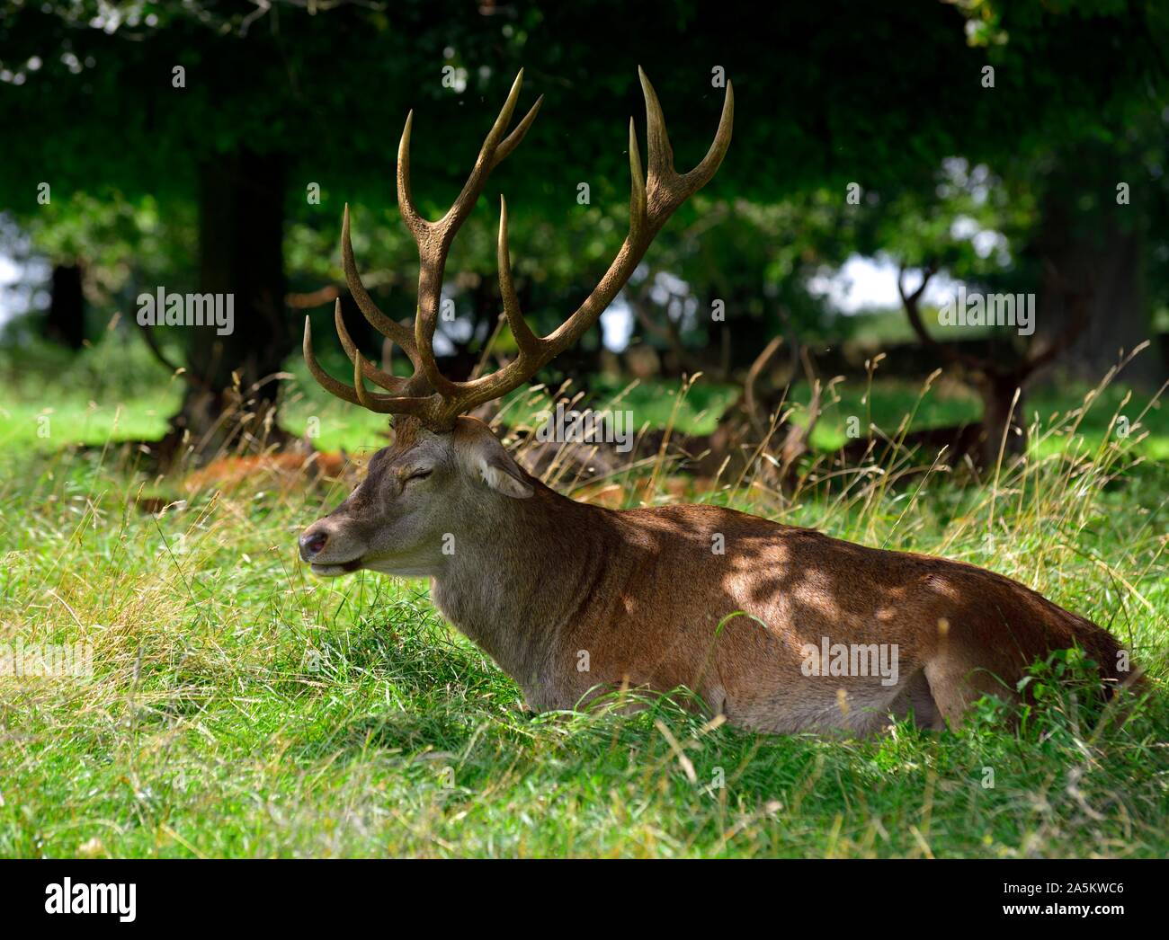 Red deer laying down,Wollaton Park,Nottingham,England,UK Stock Photo