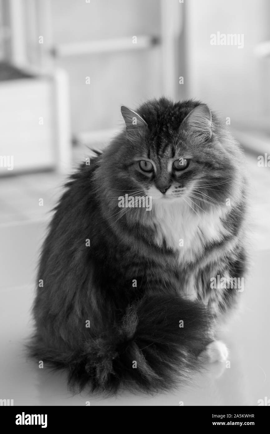 Beauty pet of siberian cat in relax indoor Stock Photo Alamy