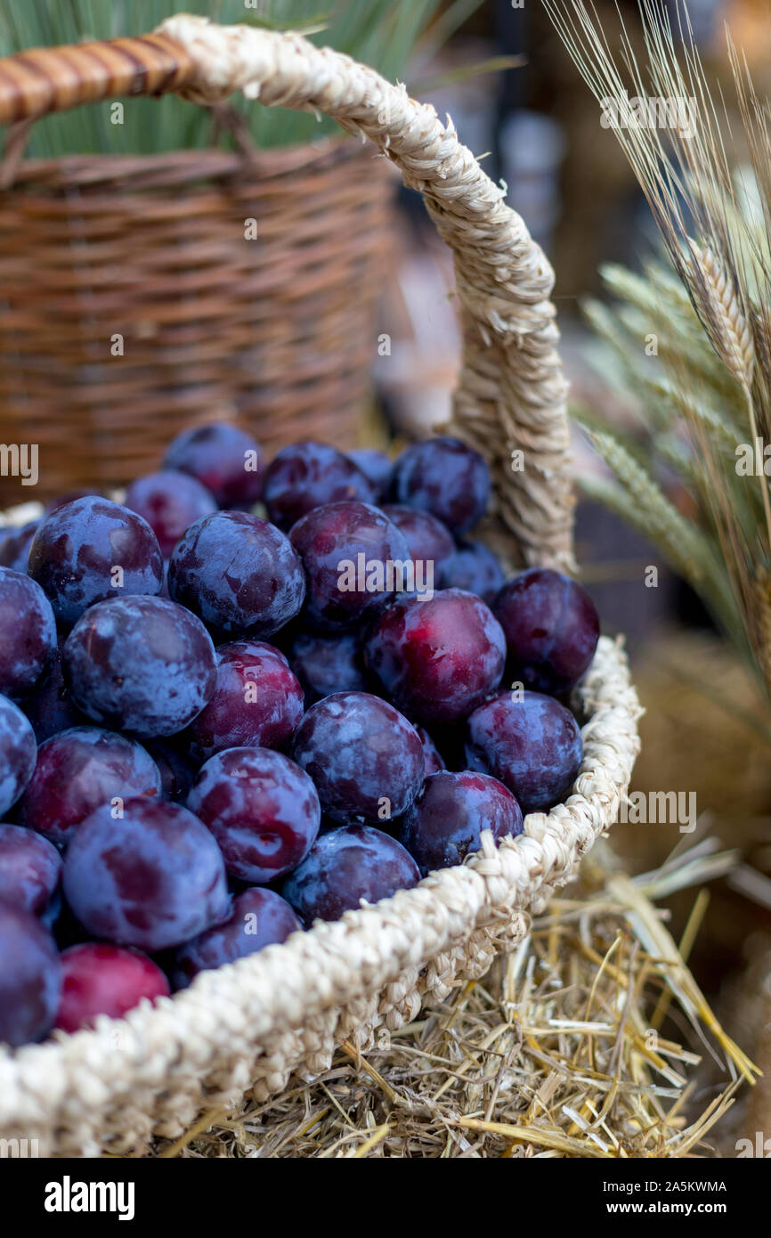 Wicker basket of plums at the farmers market. Concept of seasonal harvest fruit. Stock Photo
