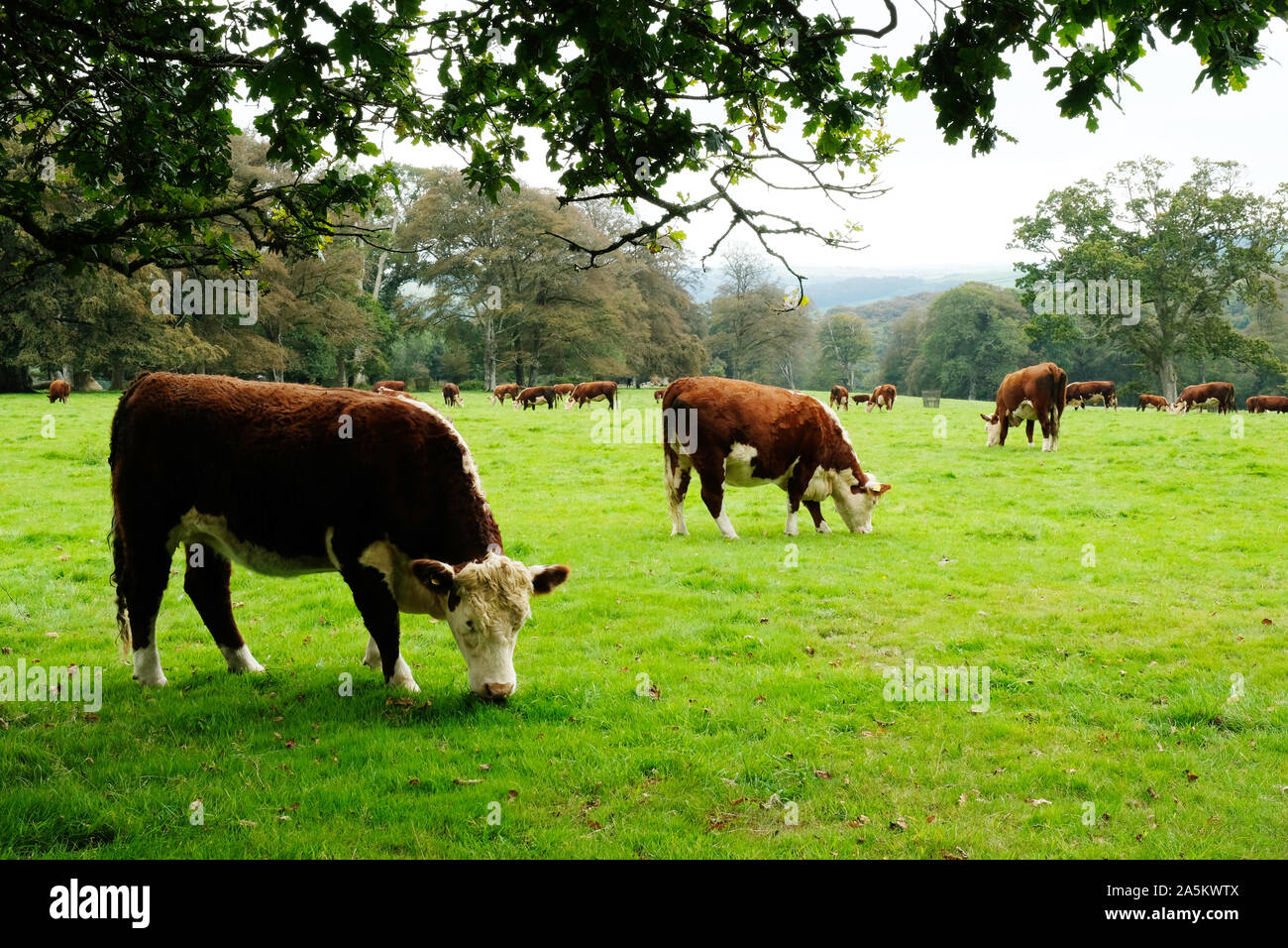 Pedigree beef cattle grazing in an English field - John Gollop Stock Photo