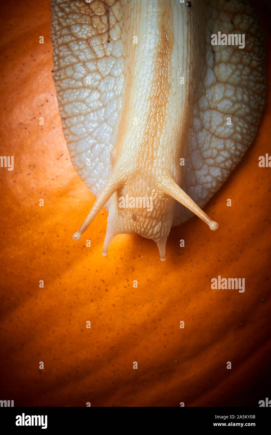 Snail crawling on a pumpkin. Selective focus Stock Photo