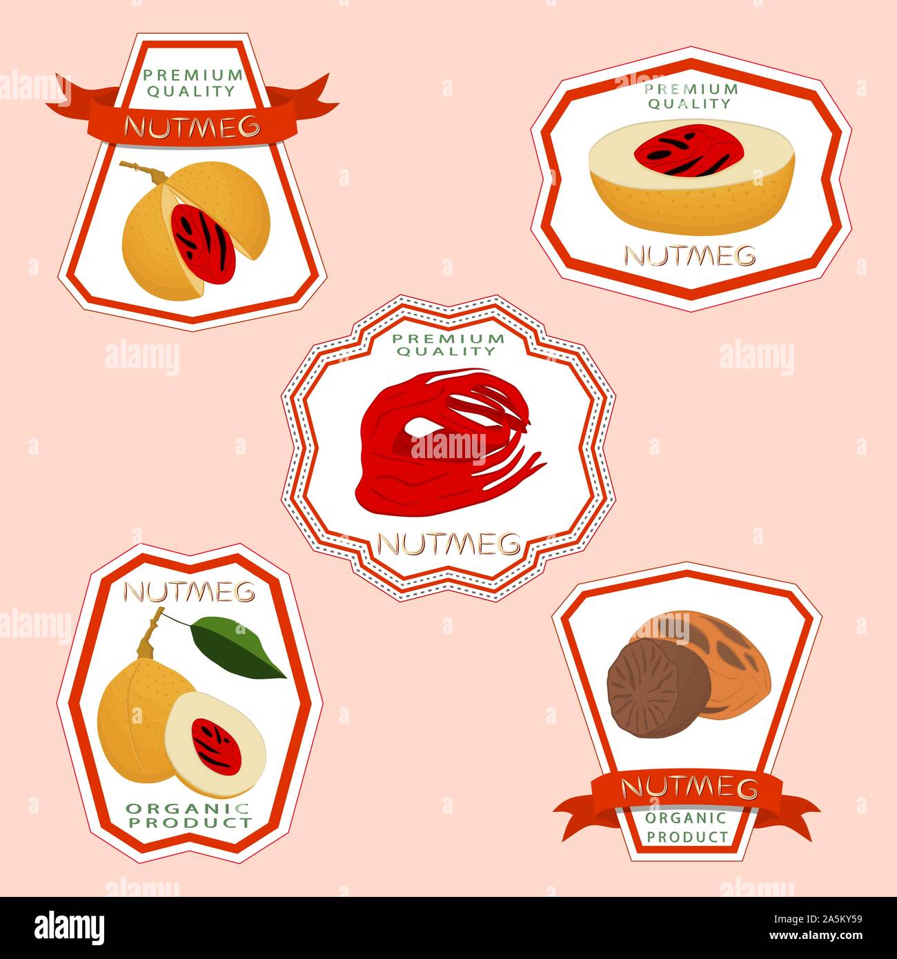 Illustration on theme big set different types spice nutmeg, nuts