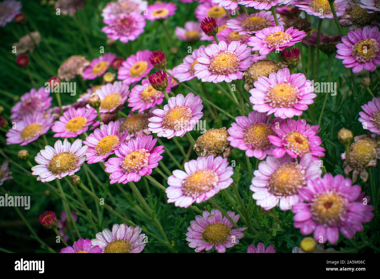 Flower strawflower bracteantha bracteata hires stock photography and images Alamy