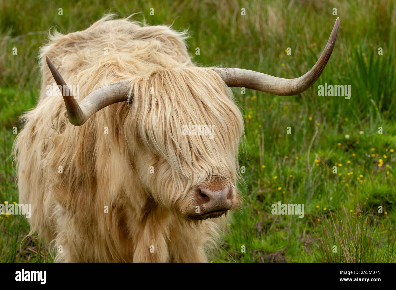 Close-up of a Scottish Highland Cow - Highland cattle Stock Photo