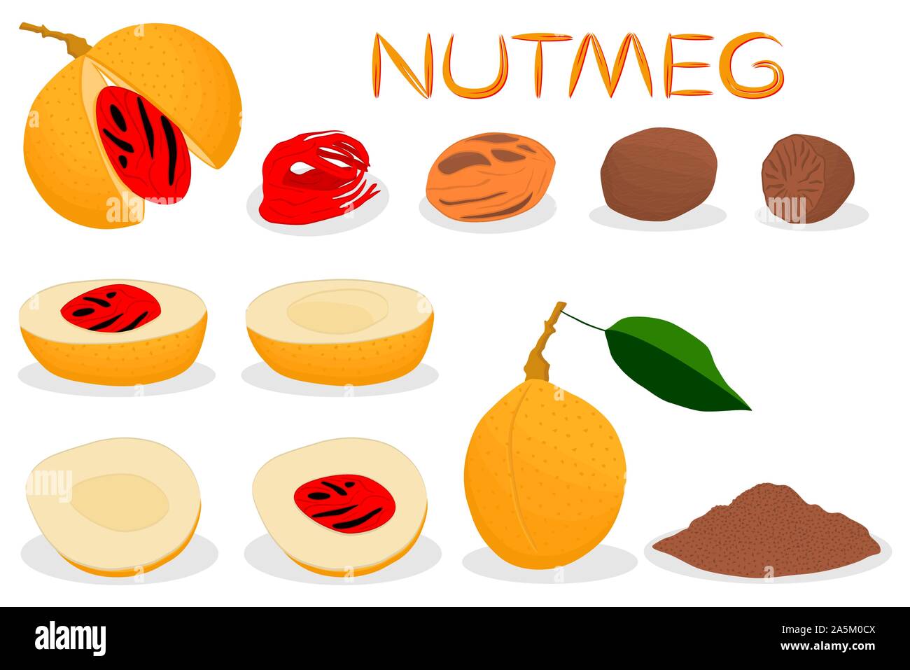 Illustration on theme big set different types spice nutmeg, nuts