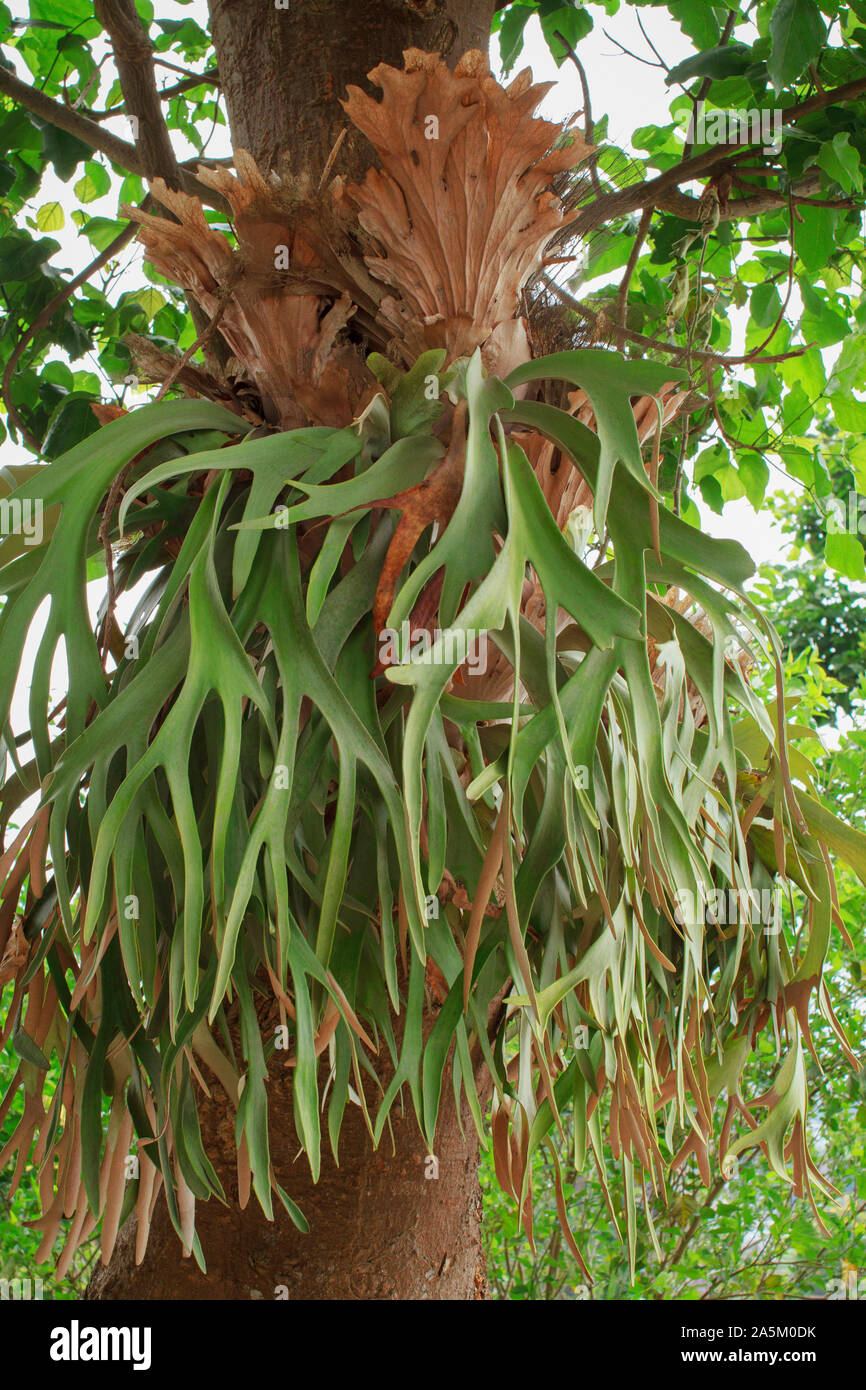 Staghorn Ferns or Elkhorn Ferns, Platycerium bifurcatum Stock Photo Alamy