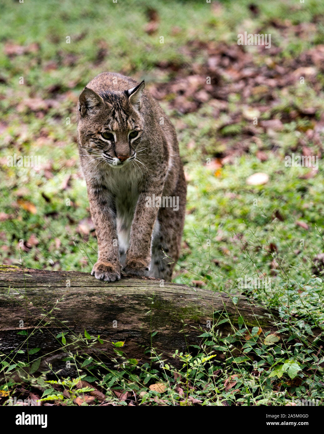 Bobcat walking at you displaying its body, head, eyes, ears, nose, feet with a nice background of foliage in its surrounding and environment. Stock Photo
