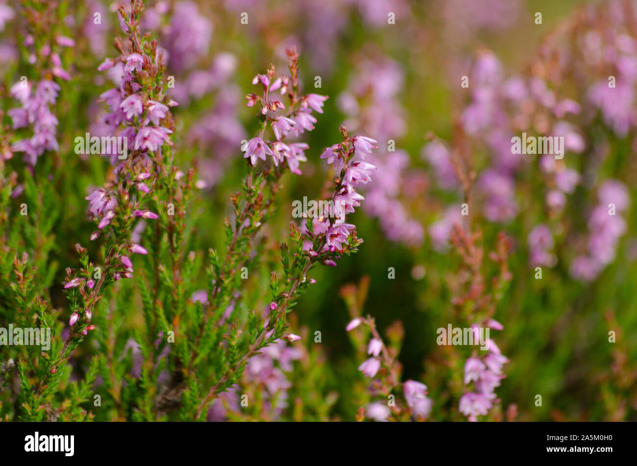 Common heather ( Calluna vulgaris ) in the Scottish Highlands of northwestern Scotland UK Stock Photo