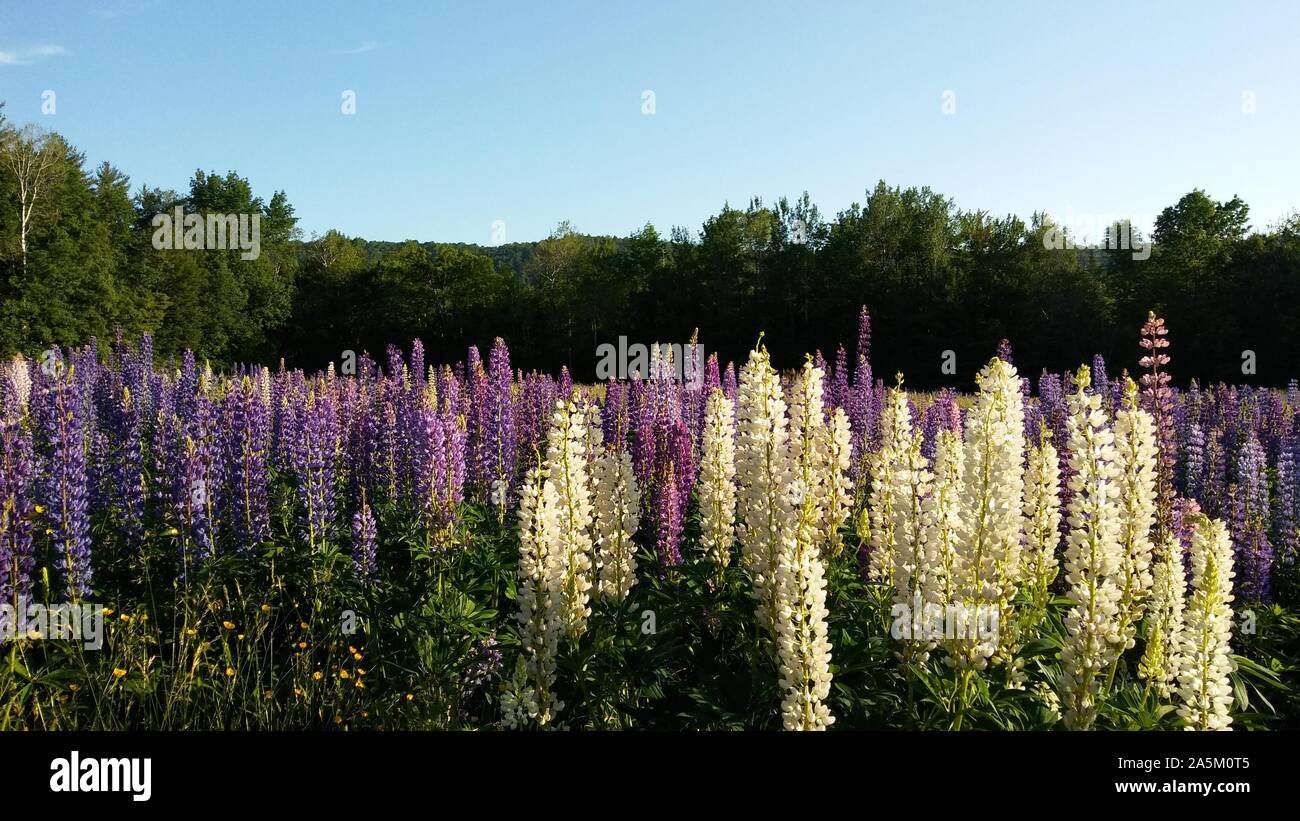 New England wildflowers Sugar Hill, New Hampshire Stock Photo Alamy