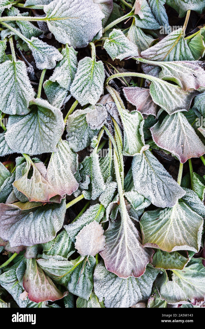 Frost covered leaves of bergenia (Bergenia cordifolia) in a cold late autumn day Stock Photo