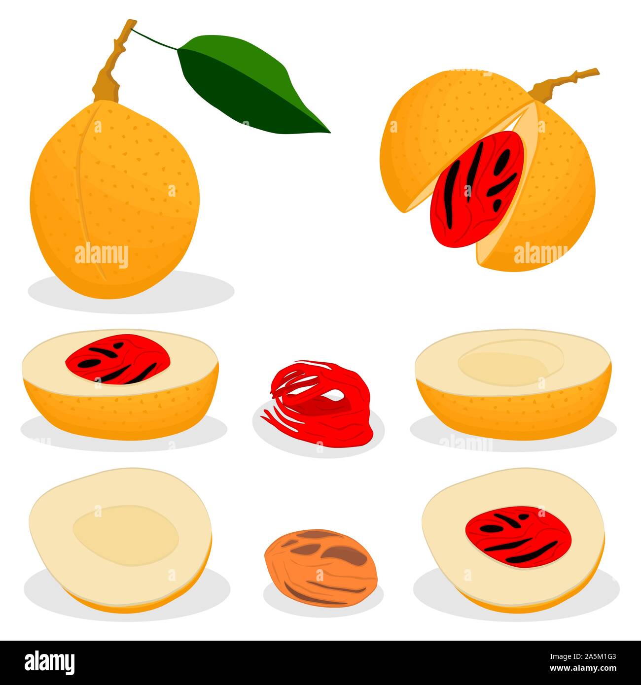 Illustration on theme big set different types spice nutmeg, nuts