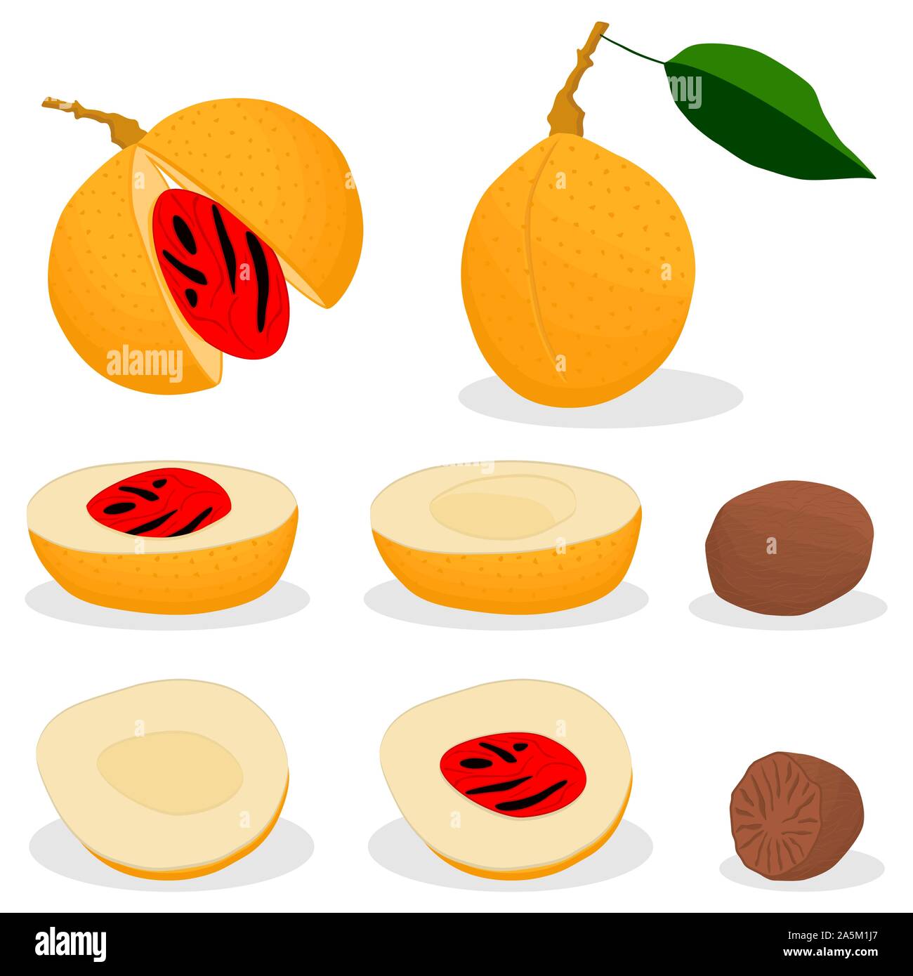 Illustration on theme big set different types spice nutmeg, nuts