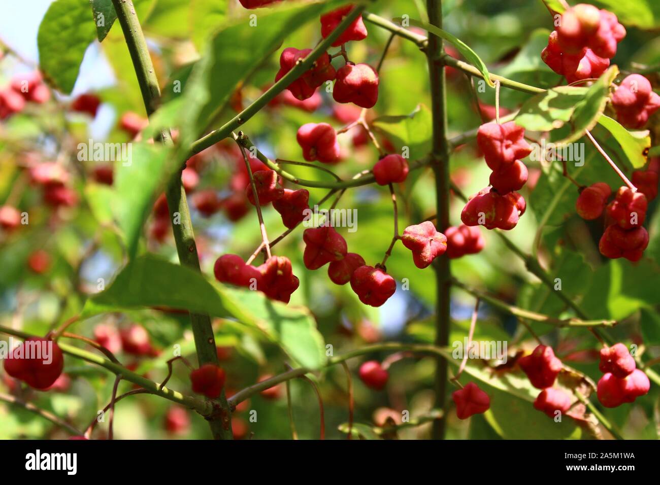 The picture shows a spindle tree in the forest Stock Photo