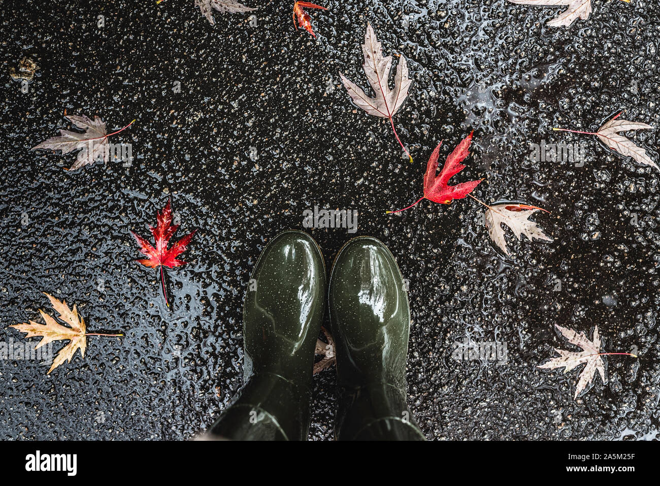Feet in olive green rubber boots standing in a puddle with fallen ...