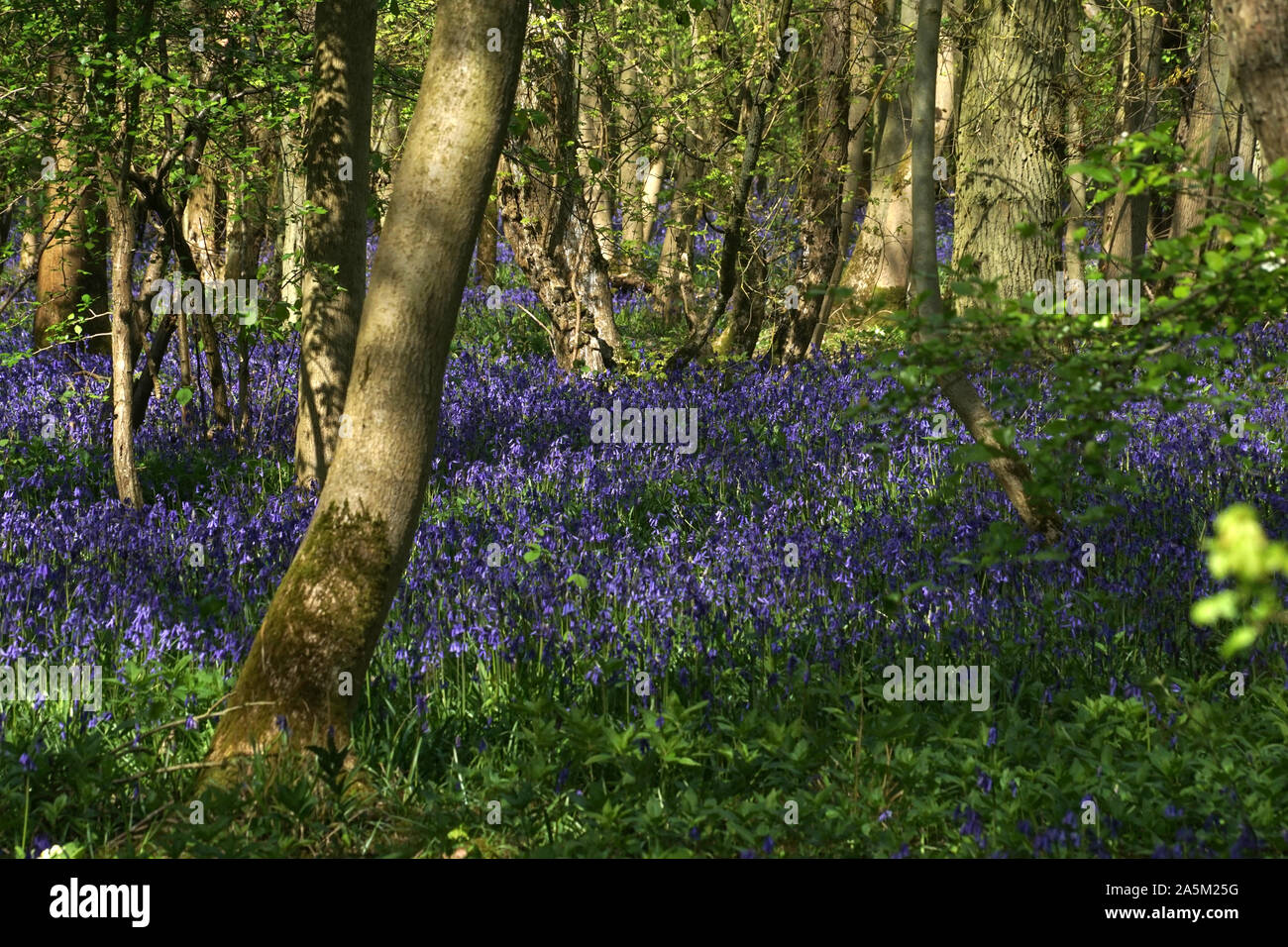 Blue Bell Glade, Brampton Woods, UK Stock Photo Alamy