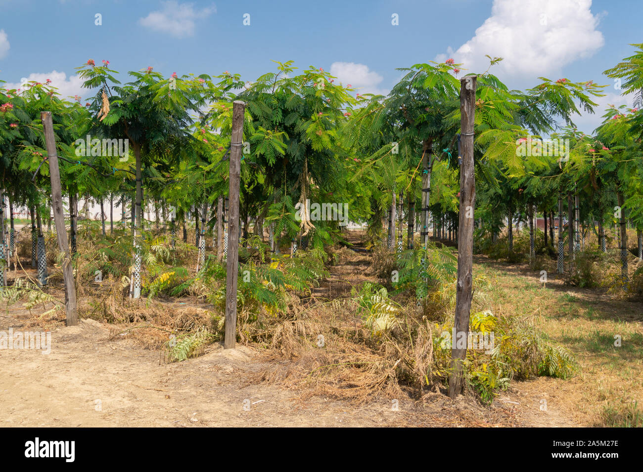 Rows of seedlings of albizia in a nursery. Decorative tree in landscaping Stock Photo