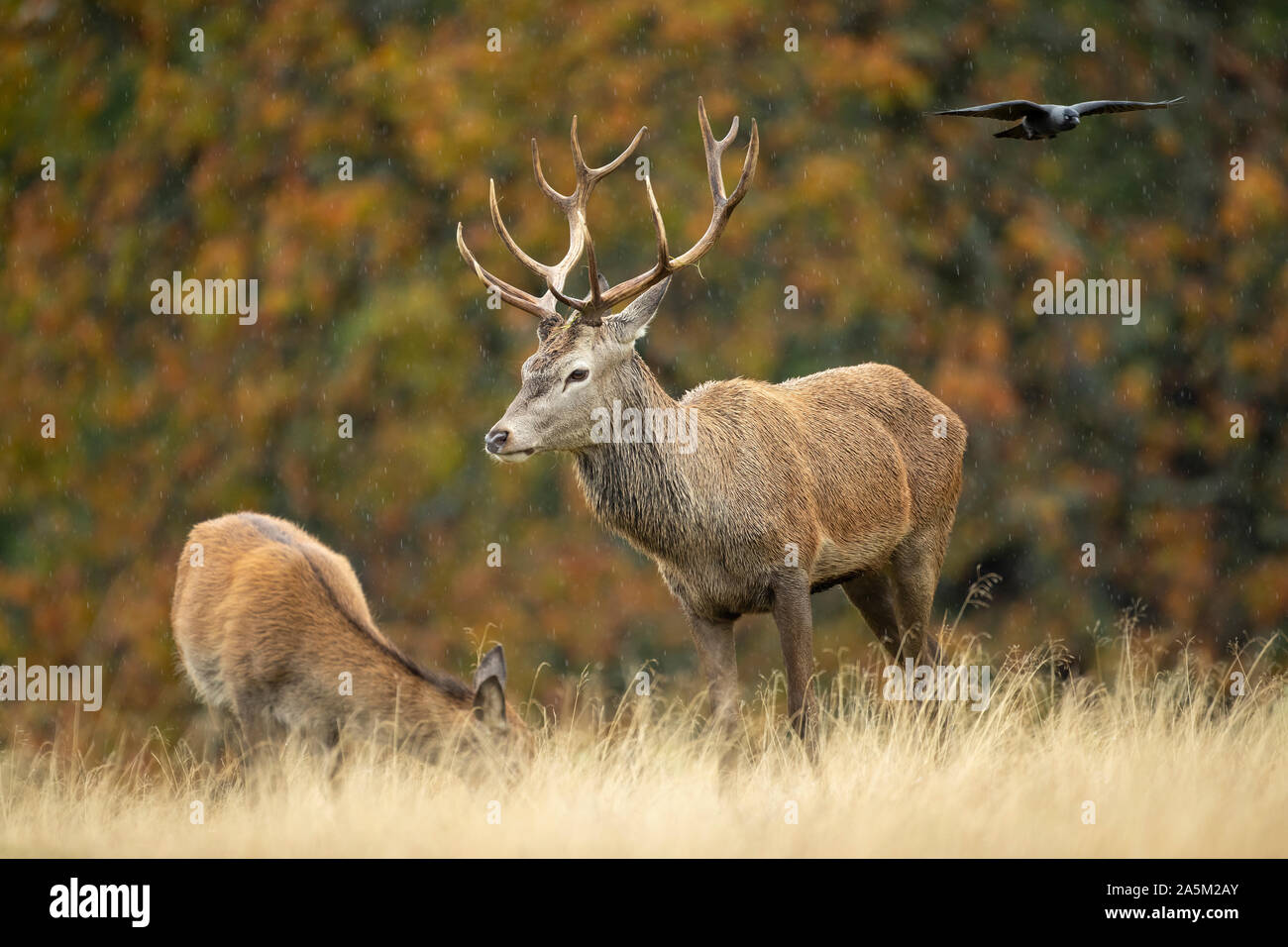 Stag Mateing Ritual Red deer stag mating hi-res stock photography and images - Alamy