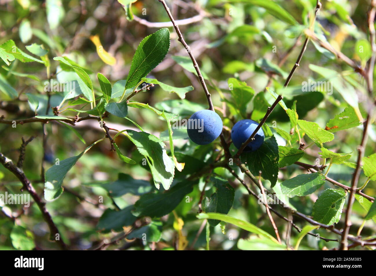Blackthorn prunus spinosa blackthorns hi-res stock photography and ...