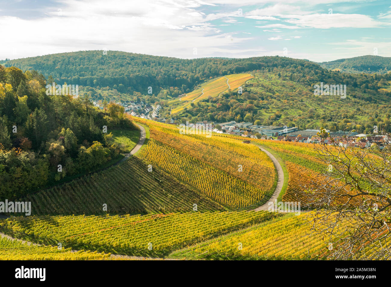autumn colors in the vine yard germany Stock Photo - Alamy