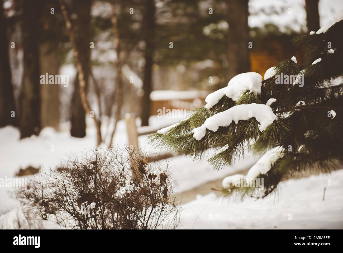 Closeup shot of a pine tree covered in snow with a blurred background Stock Photo