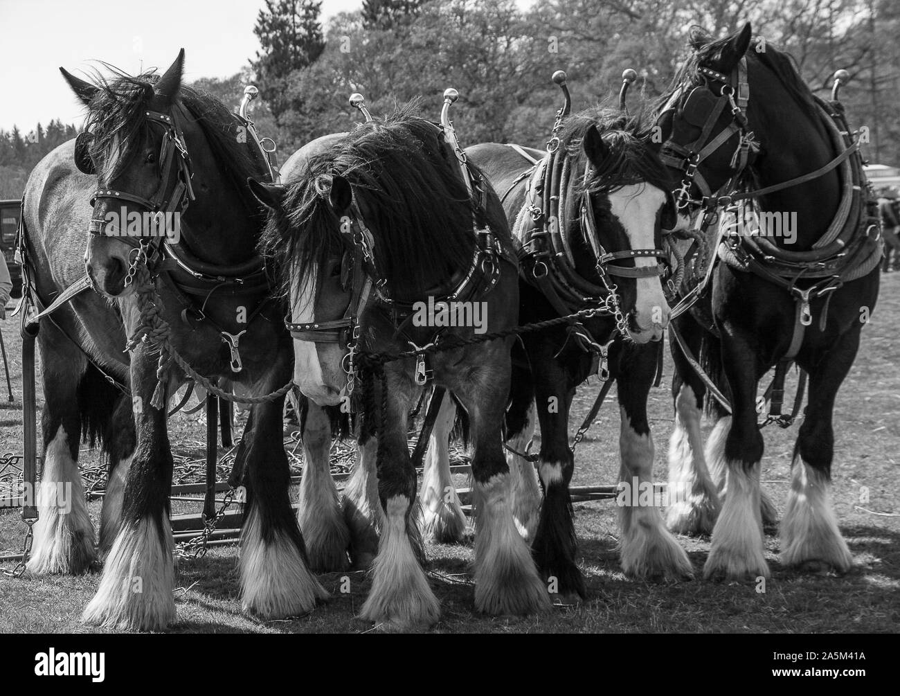 Horse Power Stock Photo