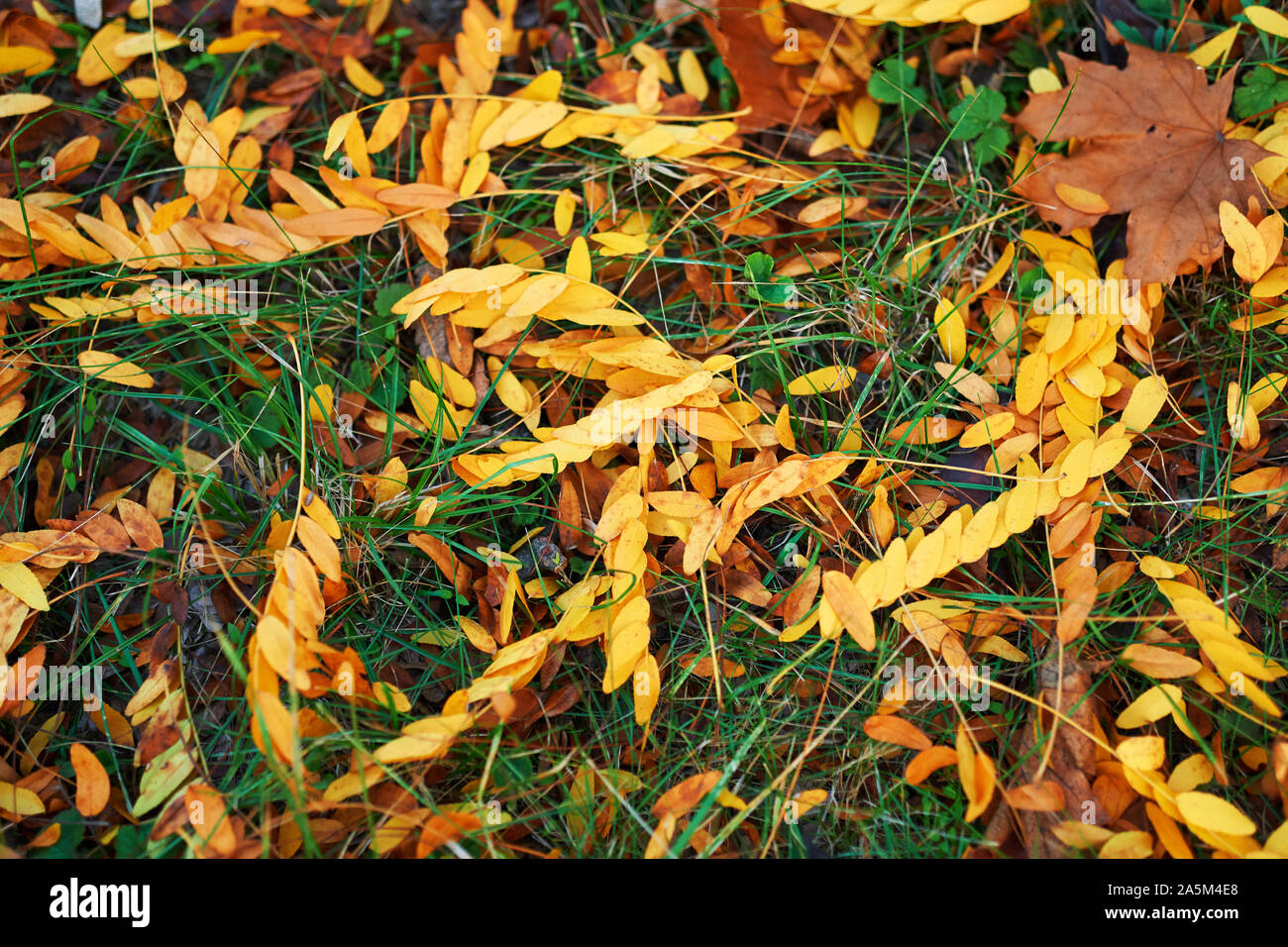 Fallen Autumn Leaves on ground as natural background Stock Photo - Alamy