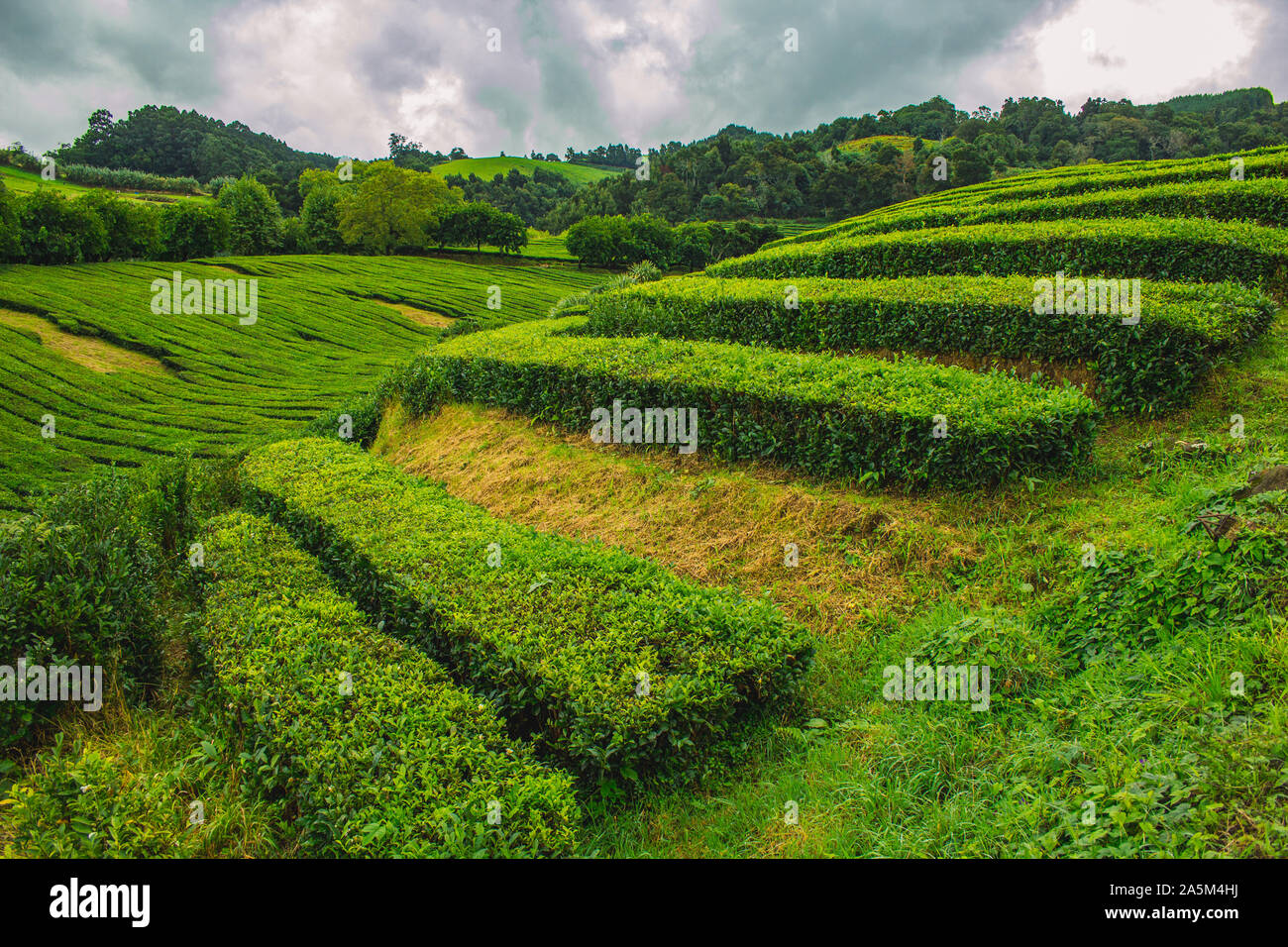 Cha Gorreana tea plantation on the island of Sao Miguel, Azores, Portugal Stock Photo