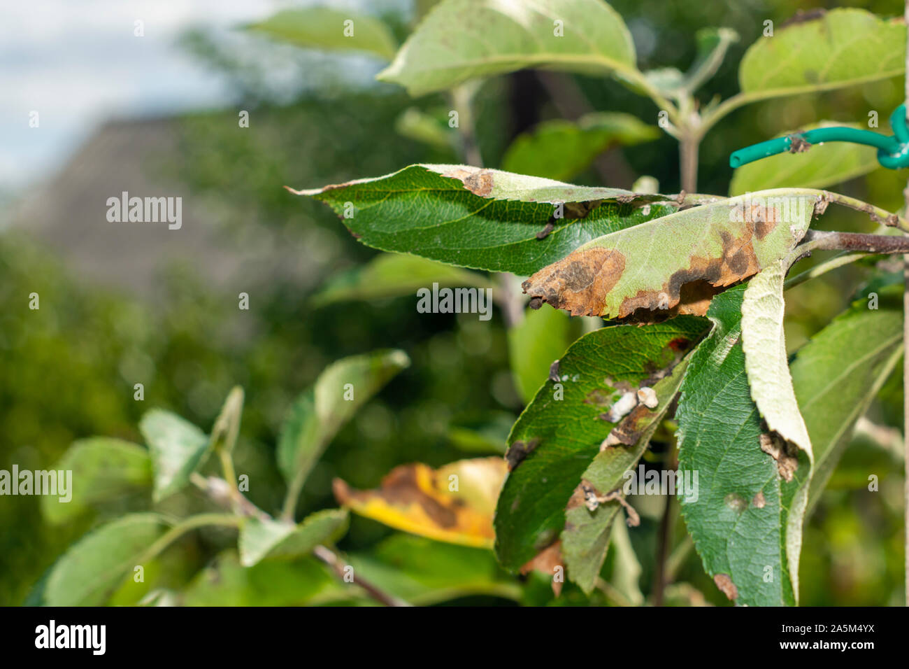 scab on the leaves and fruits of an apple tree close-up. Diseases in the Apple Orchard Stock Photo