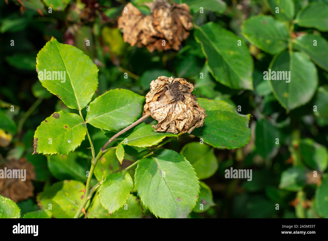 Putrid Stench Roses diseased leaves, petals and rose flowers stained with spots. Close-up ...