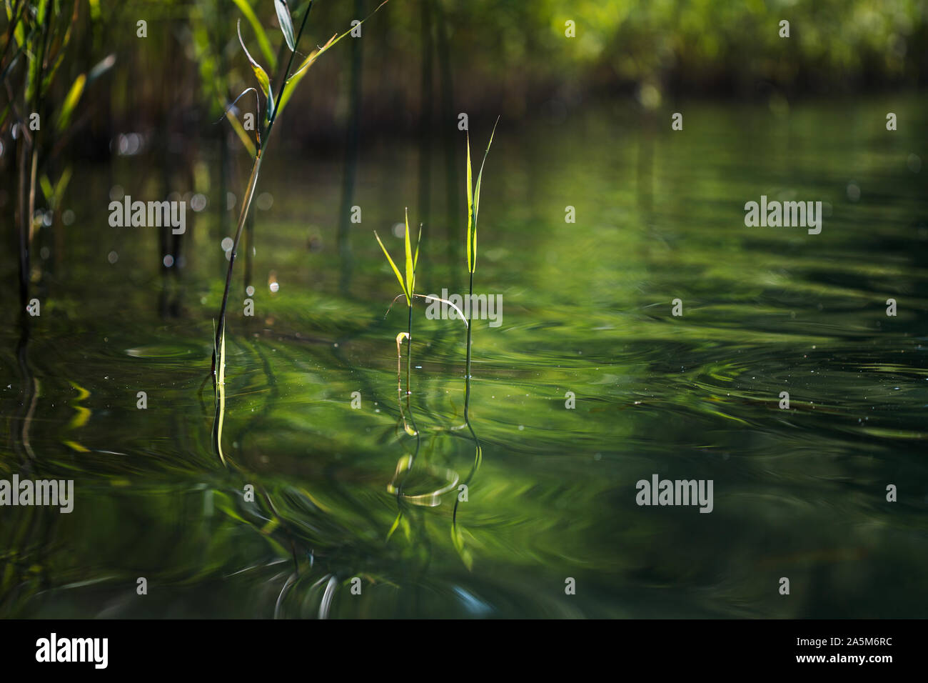 Reed reflections in water hi-res stock photography and images - Alamy
