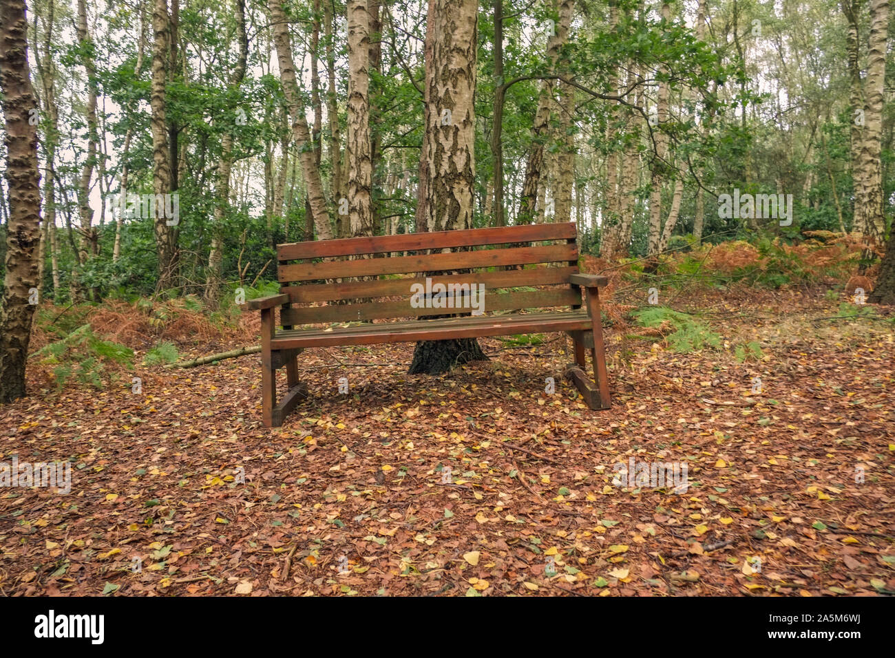 Bench seating area in woodland United Kingdom. Stock Photo