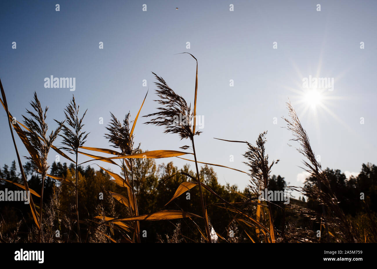 Retro design with plants in blossom hi-res stock photography and images ...