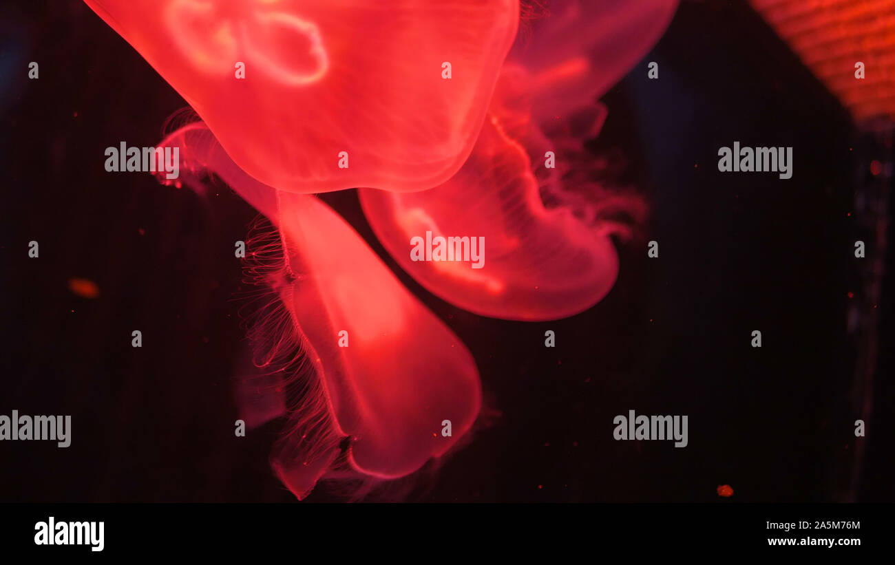 Jellyfish slowly swimming underwater Stock Photo - Alamy
