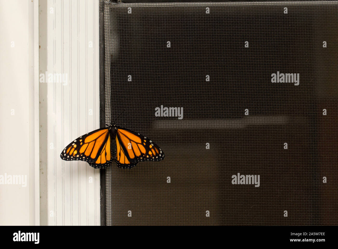 Monarch butterfly rests on screen door Stock Photo Alamy