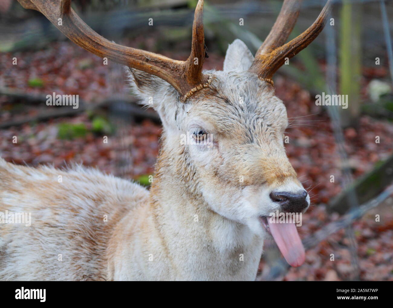 Stick tongue out hi-res stock photography and images - Alamy