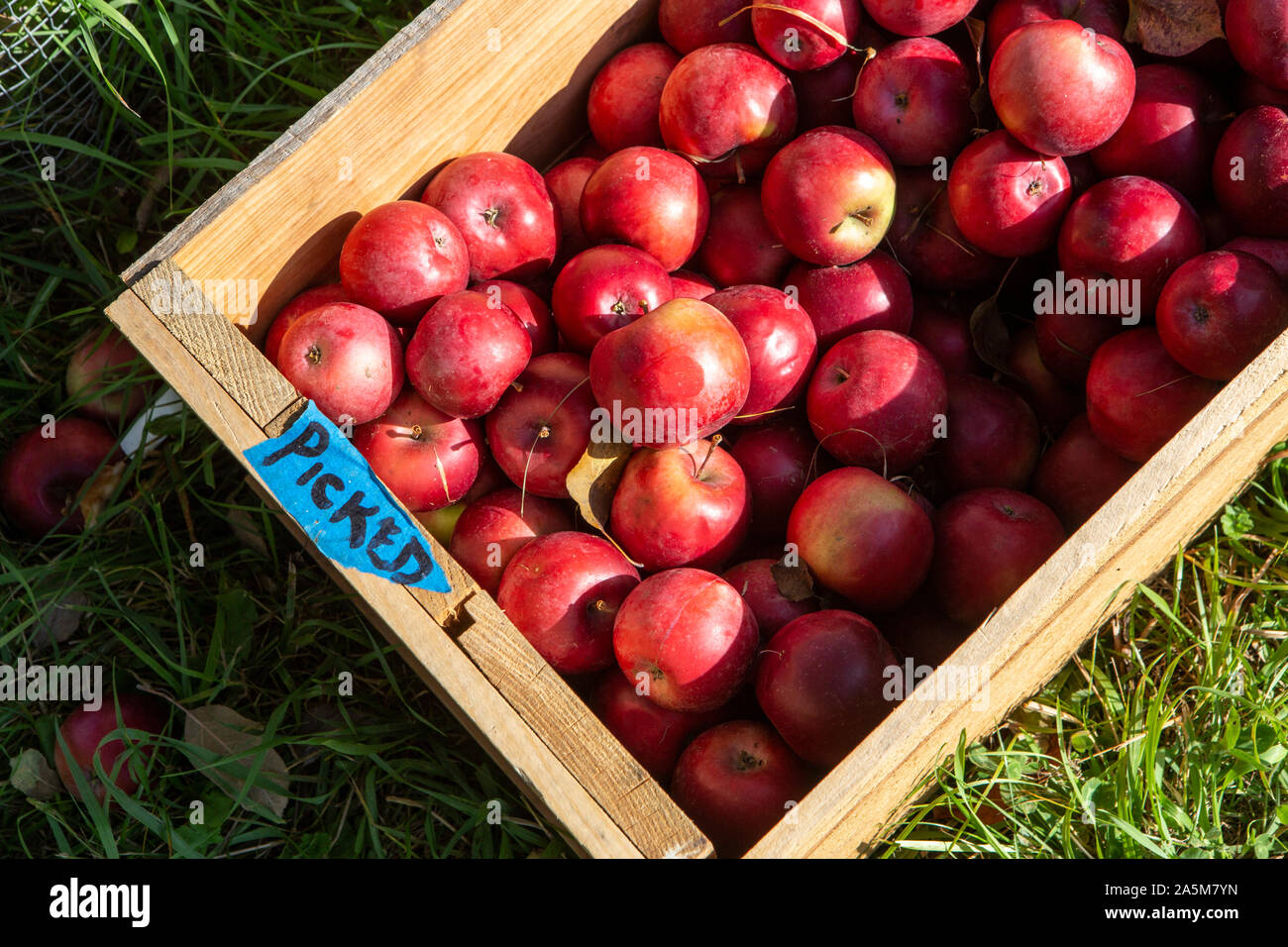 Apples sit underneath a tree at an orchard in Quechee, Vermont. Stock Photo