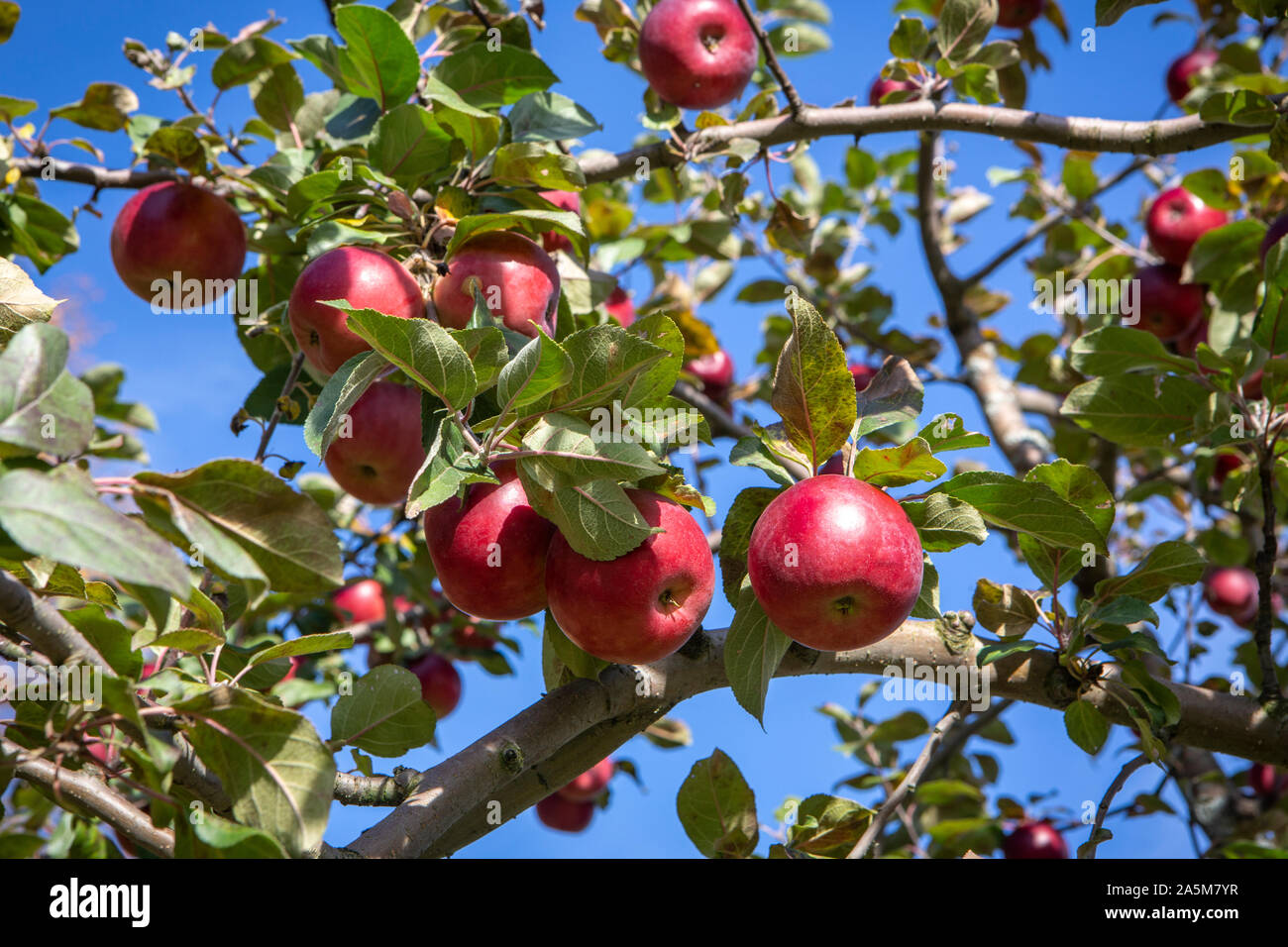Apples at an orchard in Quechee, Vermont in the fall. Stock Photo