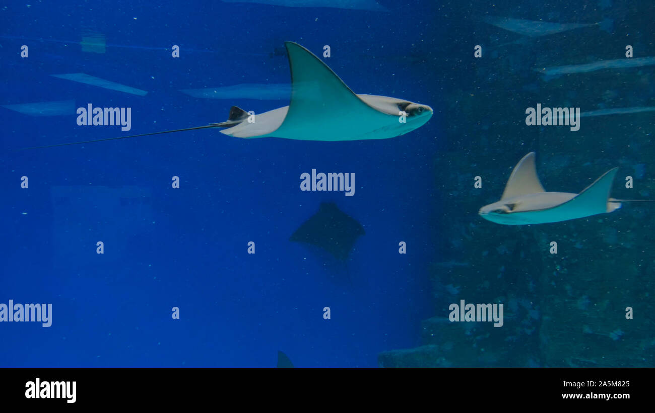 Freshwater stingrays hires stock photography and images Alamy