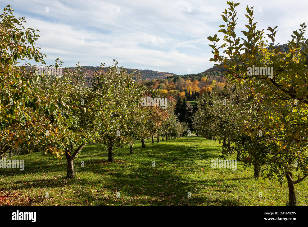 Apple trees line an orchard in Quechee, Vermont. Stock Photo