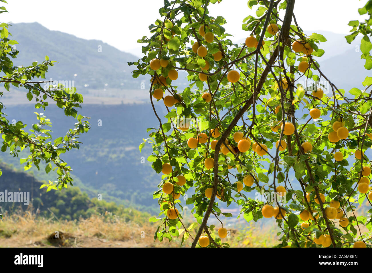 Armenia: Apricots in front of Caucasus mountain scenery Stock Photo