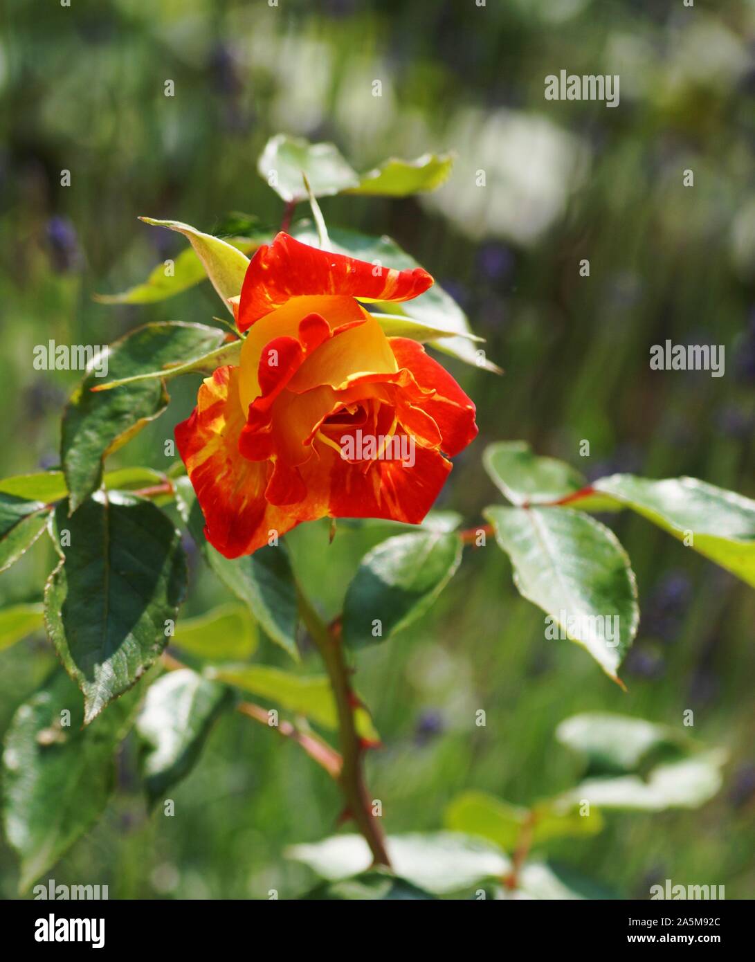 Birth flower is rose hires stock photography and images Alamy