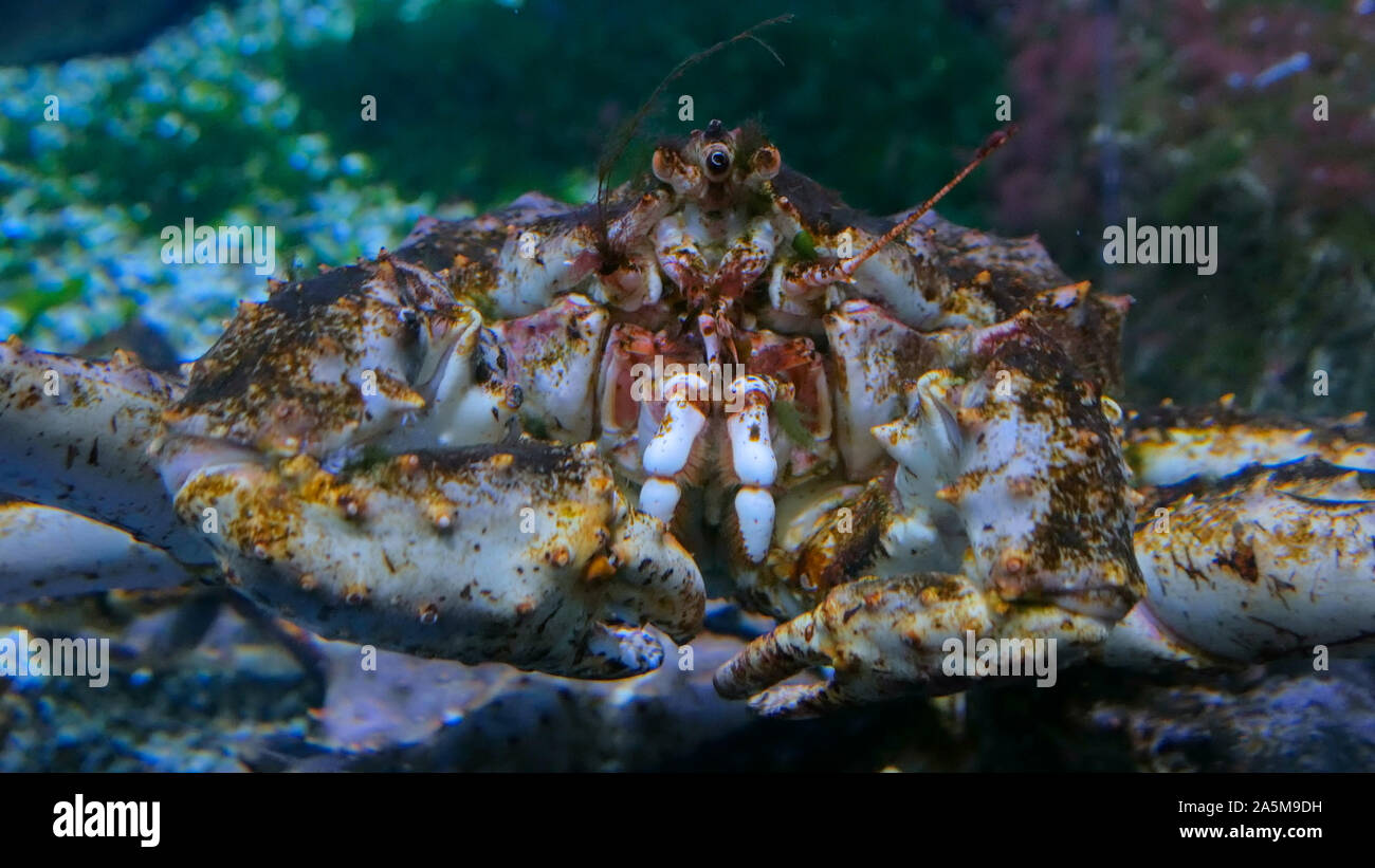 Close up shot of head of giant japanese spider crab Stock Photo