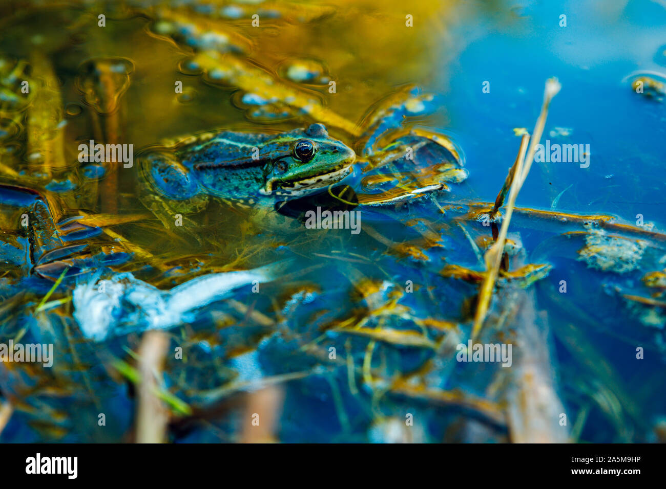 Frog in the dirty pond water of a lake Stock Photo