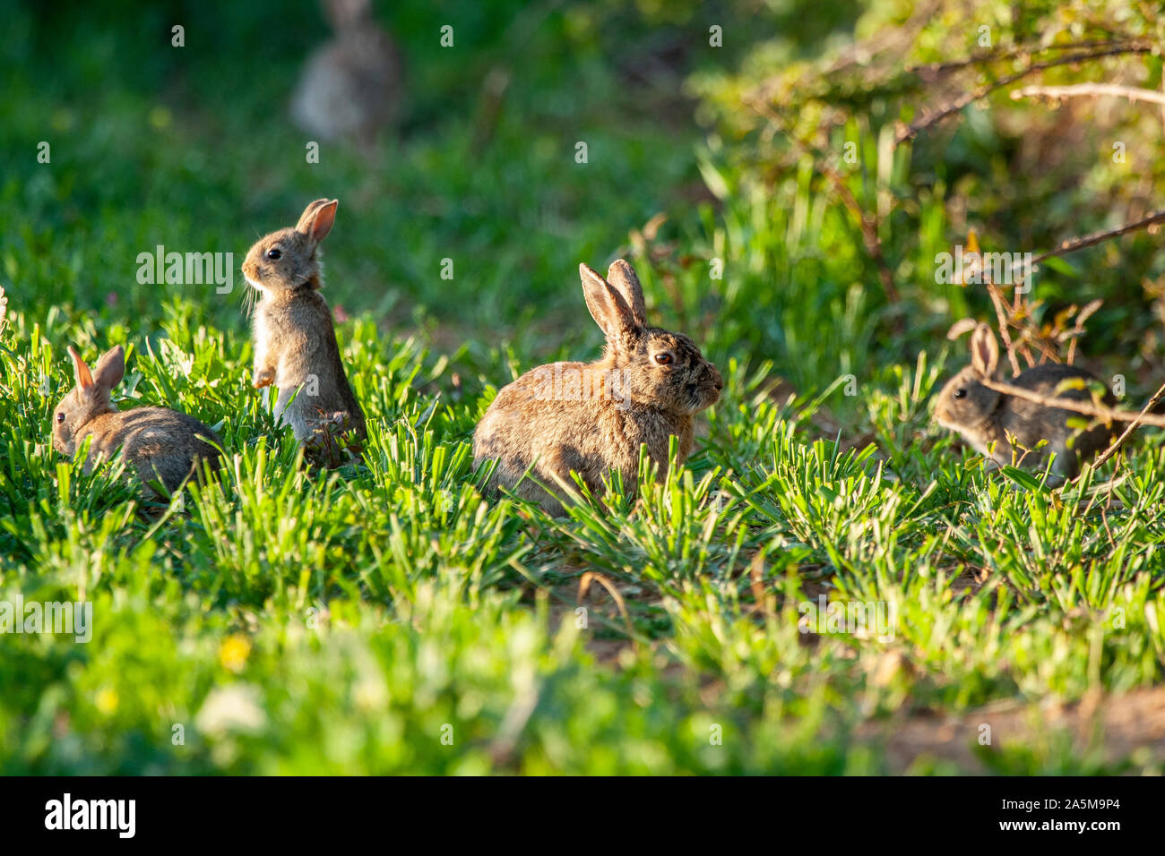 European rabbit, Oryctolagus cuniculus. Three rabbits on grass. Animals in natural habitat. Stock Photo