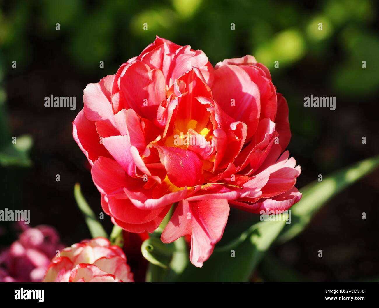 Wedding Motif High Resolution Stock Photography And Images Alamy